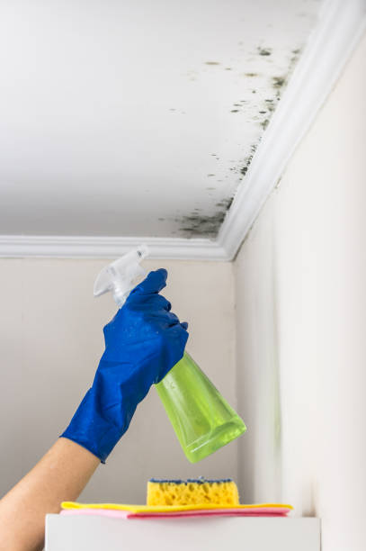 Best Mold Testing and Inspection Services in Galesville, WI